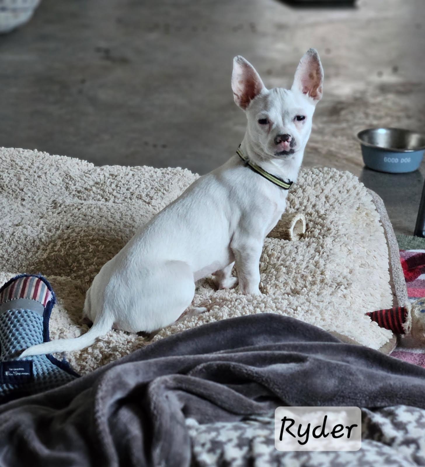 Ryder, Adoptable, Puppy Male Jack Russell Terrier & Chihuahua.