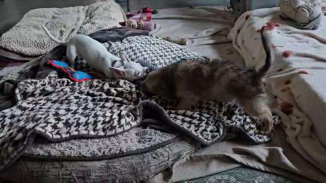 Enlarge Ryder, a Adoptable mixed breed in clayton , CA video 3/3