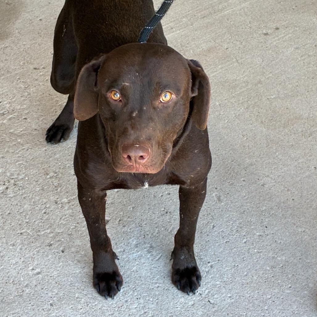 Enlarge Harris, a Adoptable Chocolate Labrador Retriever in East Saint Louis, IL image 1/1