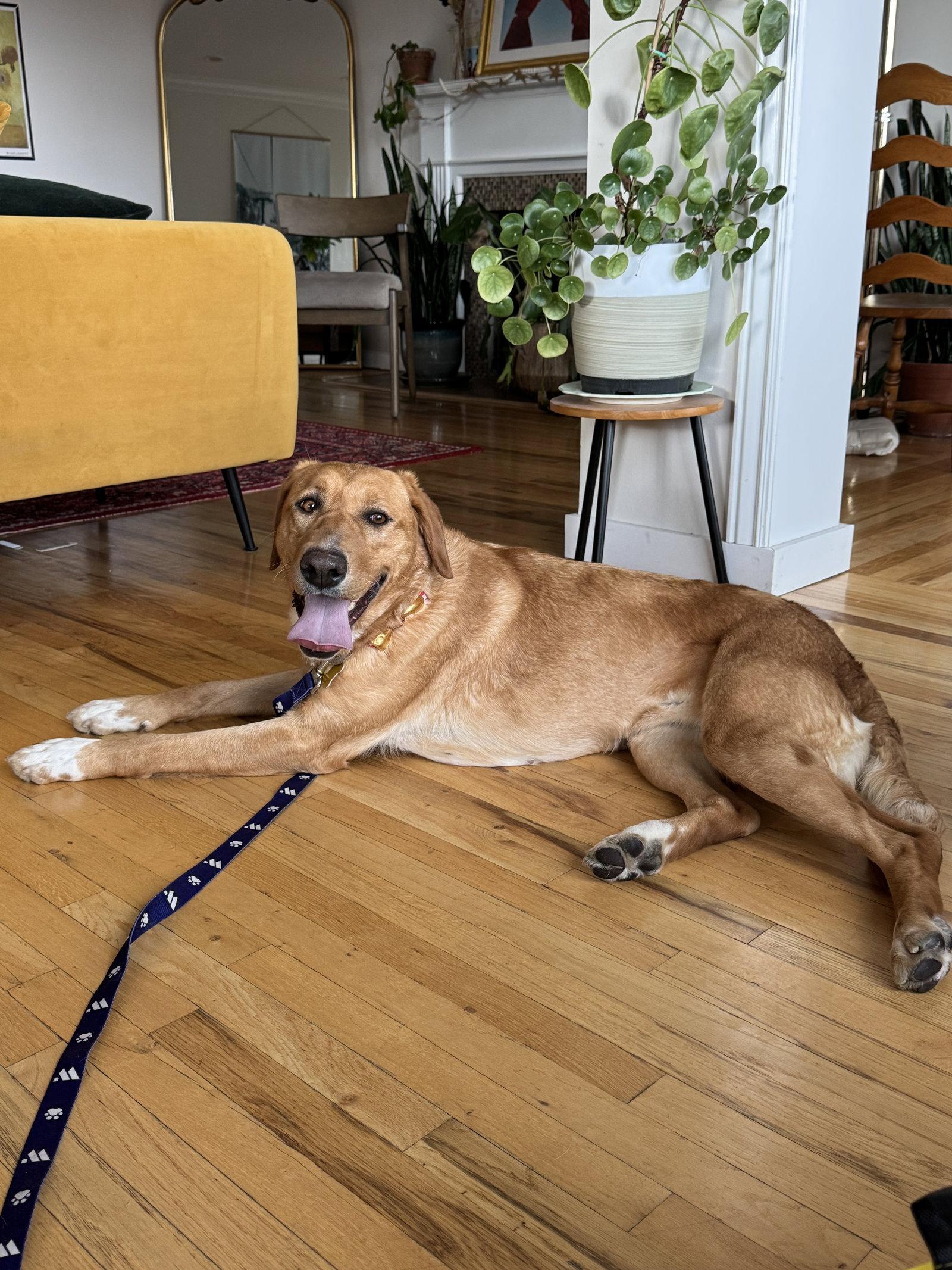 Enlarge Stella Artemis, a Adopted Labrador Retriever in Salt Lake City, UT image 1/3