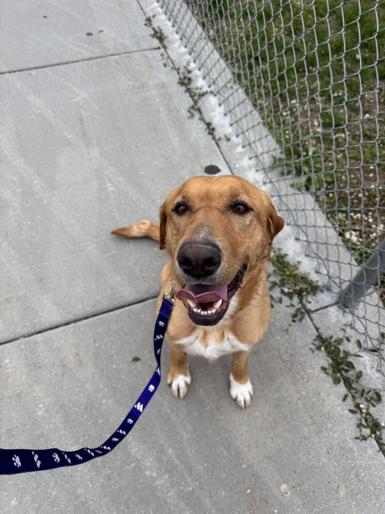 Enlarge Stella Artemis, a Adopted Labrador Retriever in Salt Lake City, UT image 2/3