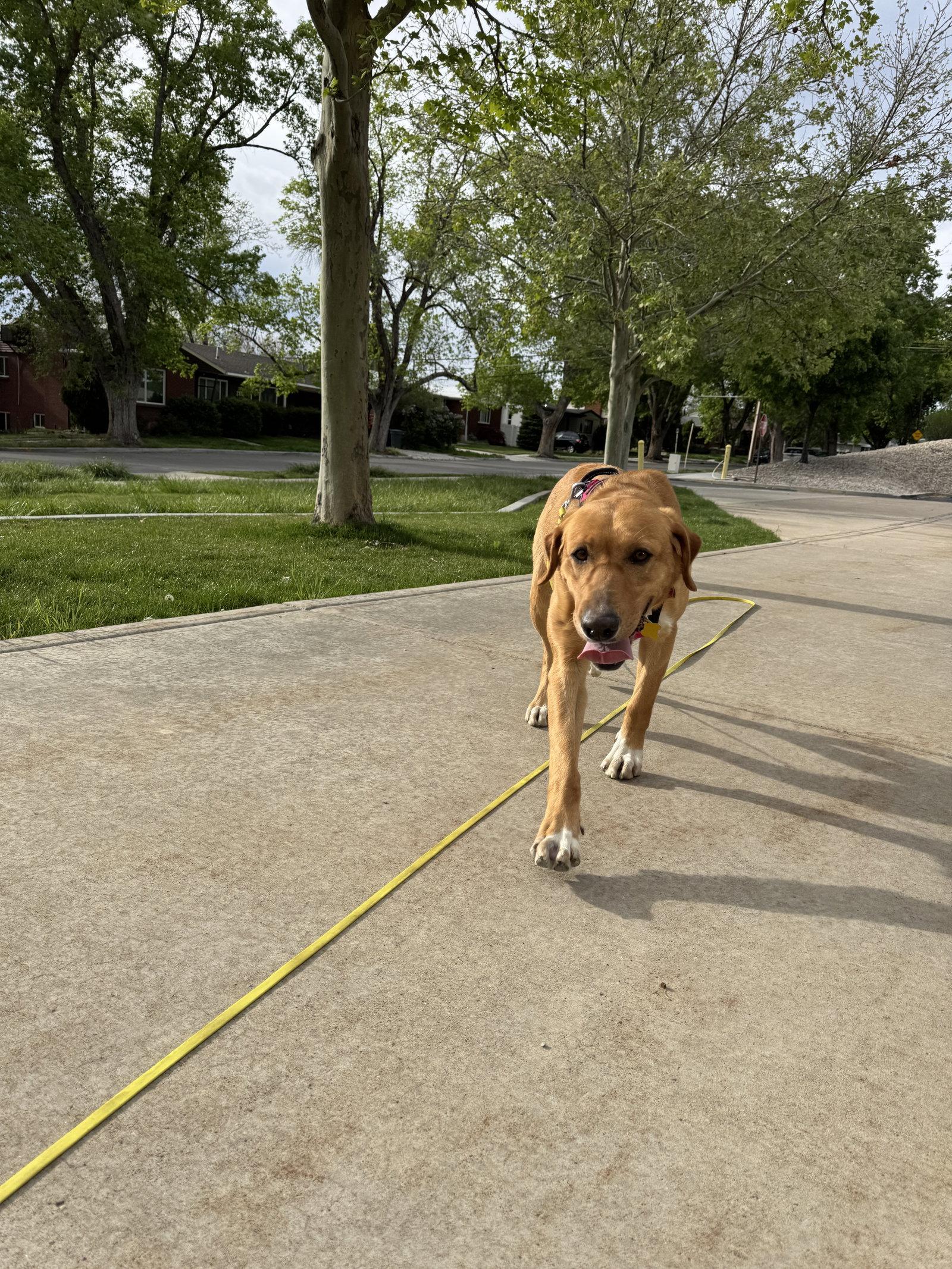 Enlarge Stella Artemis, a Adopted Labrador Retriever in Salt Lake City, UT image 3/3