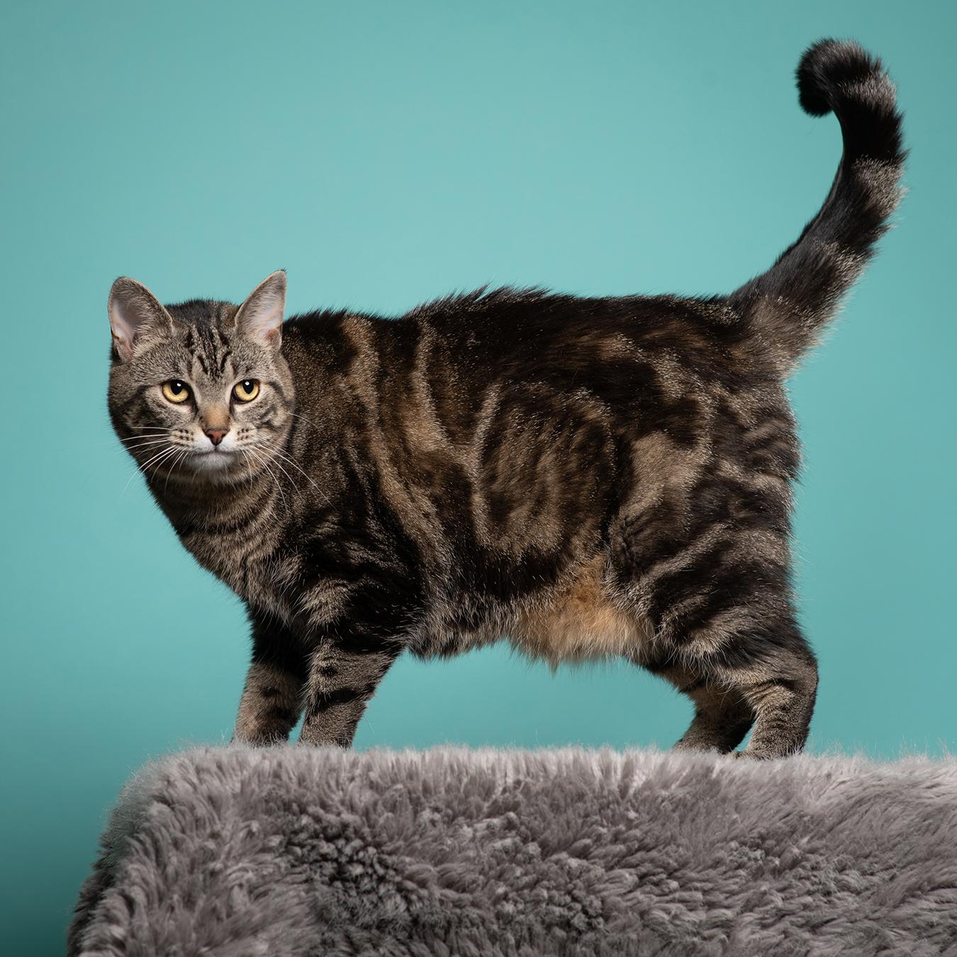 Paddington, ADOPTABLE, Adult Female Domestic Short Hair.