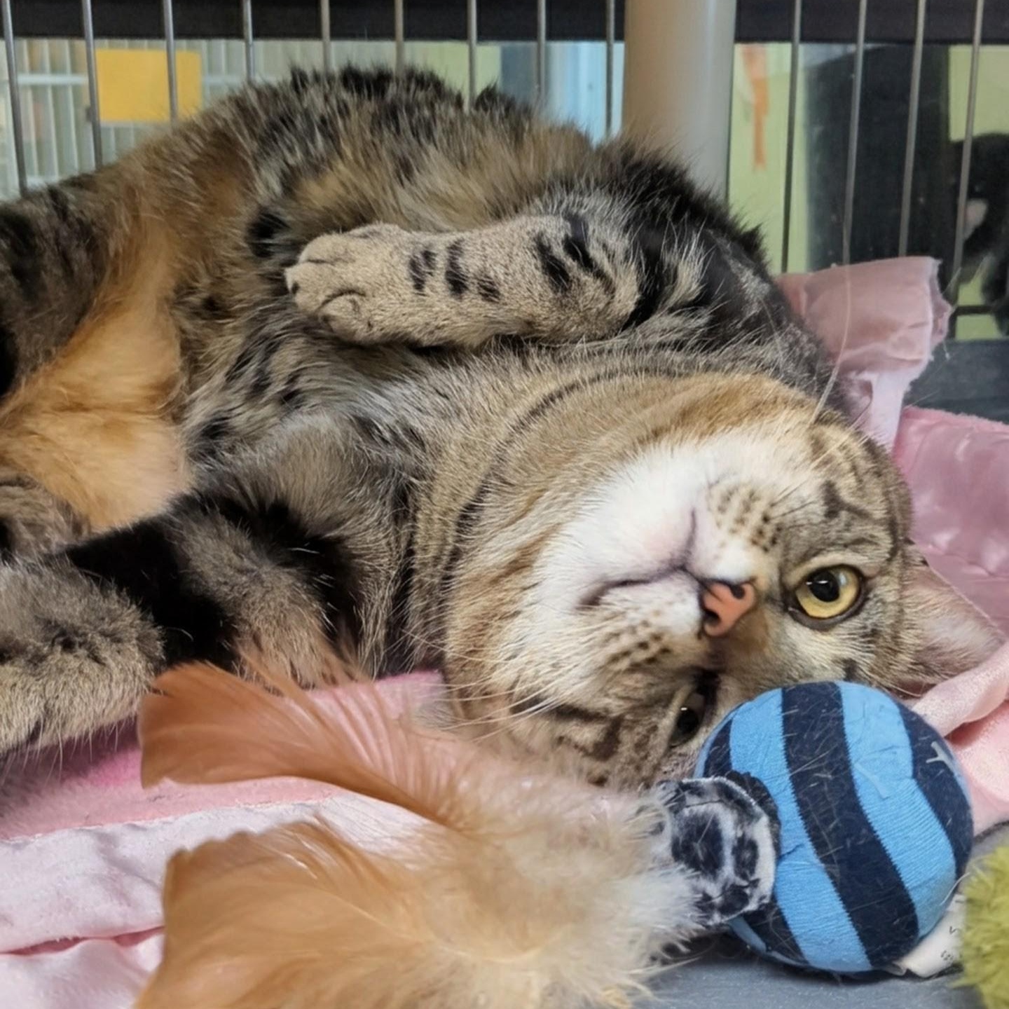 Enlarge Paddington, a ADOPTABLE Domestic Short Hair in West Jefferson, OH image 4/6