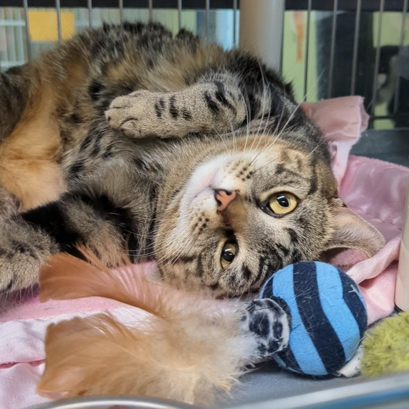 Enlarge Paddington, a ADOPTABLE Domestic Short Hair in West Jefferson, OH image 5/6