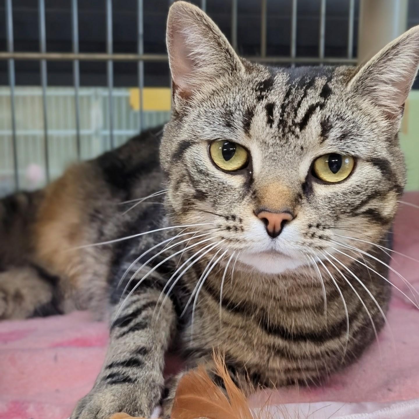 Enlarge Paddington, a ADOPTABLE Domestic Short Hair in West Jefferson, OH image 3/6