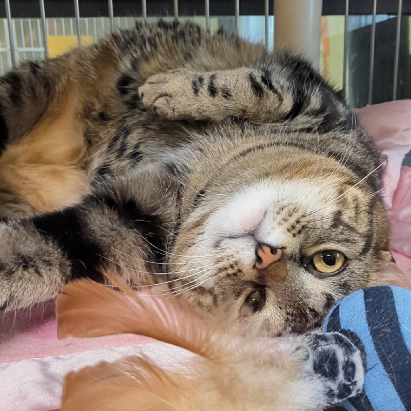 Enlarge Paddington, a ADOPTABLE Domestic Short Hair in West Jefferson, OH image 2/6