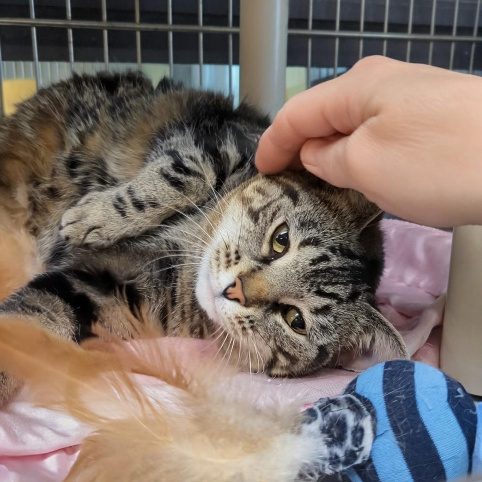 Enlarge Paddington, a ADOPTABLE Domestic Short Hair in West Jefferson, OH image 6/6