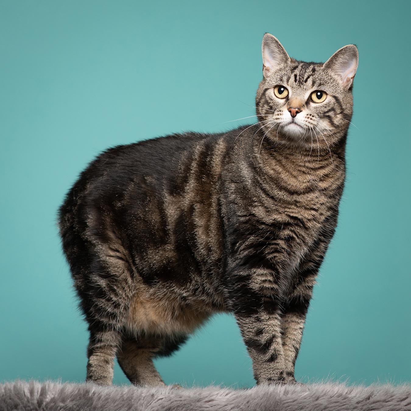 Paddington, a ADOPTABLE Domestic Short Hair in West Jefferson, OH image 6/6