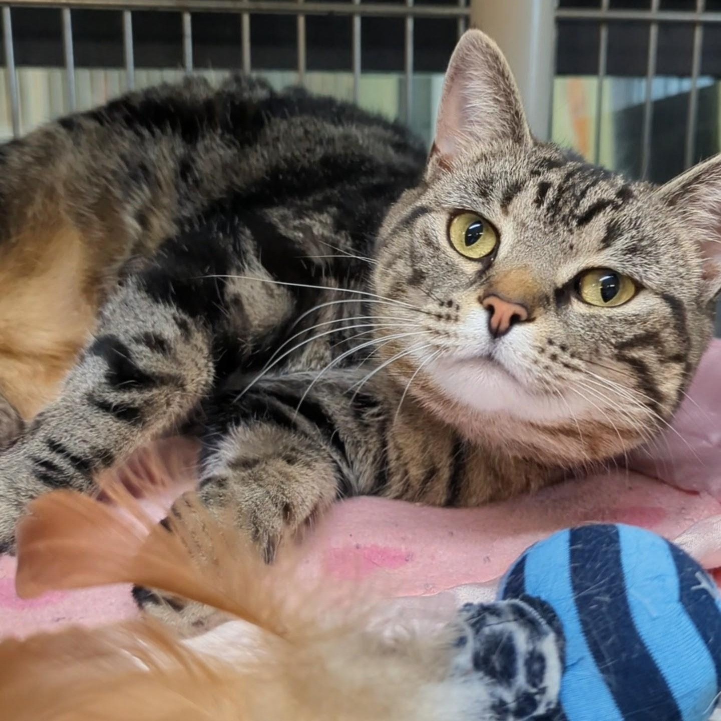 Paddington, ADOPTABLE, Adult Female Domestic Short Hair.