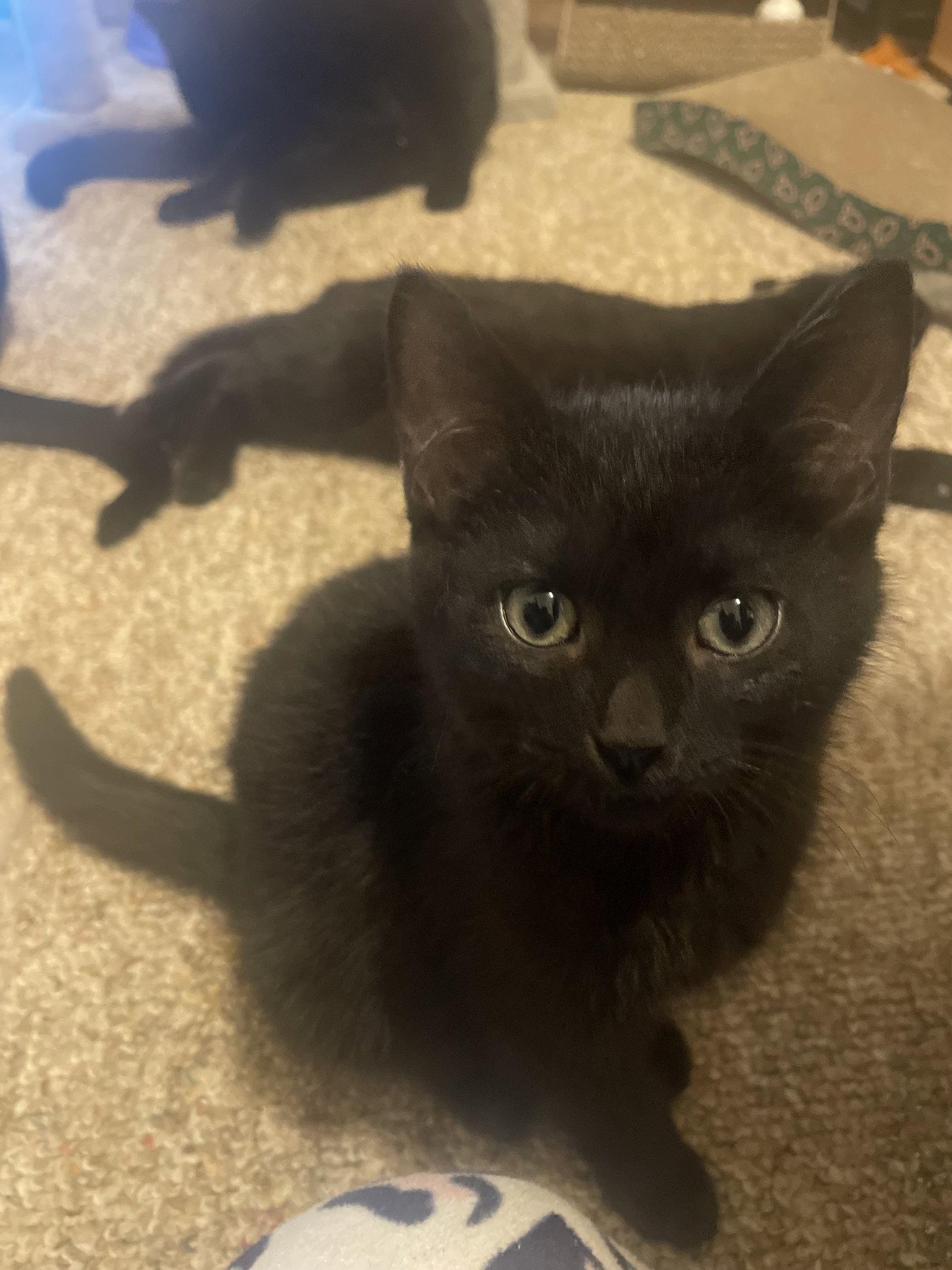 Enlarge Nolan Void (Must be Adopted with Quest Love), a Adopted Domestic Short Hair in Walled Lake, MI image 1/3