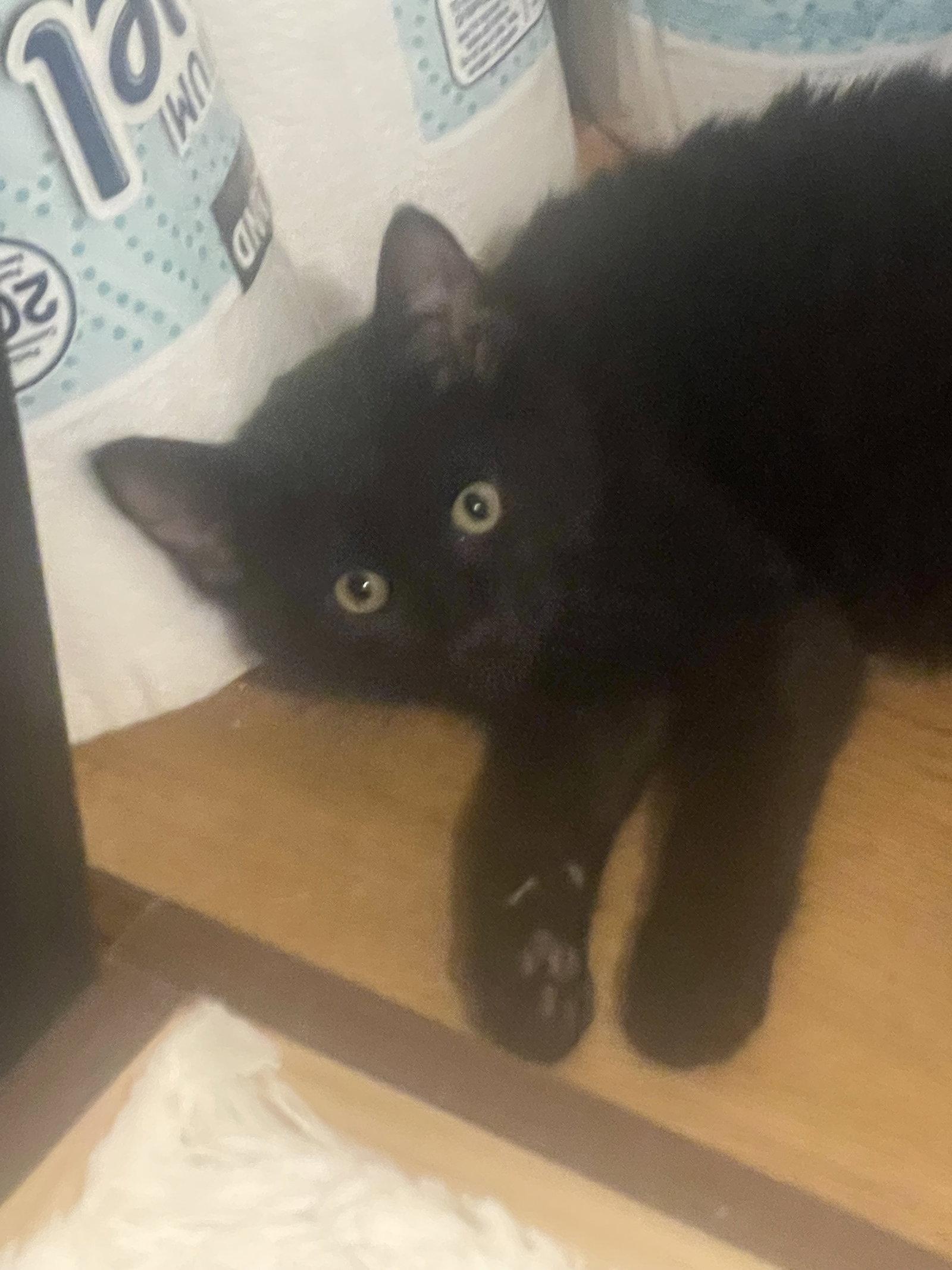 Enlarge Nolan Void (Must be Adopted with Quest Love), a Adopted Domestic Short Hair in Walled Lake, MI image 2/3