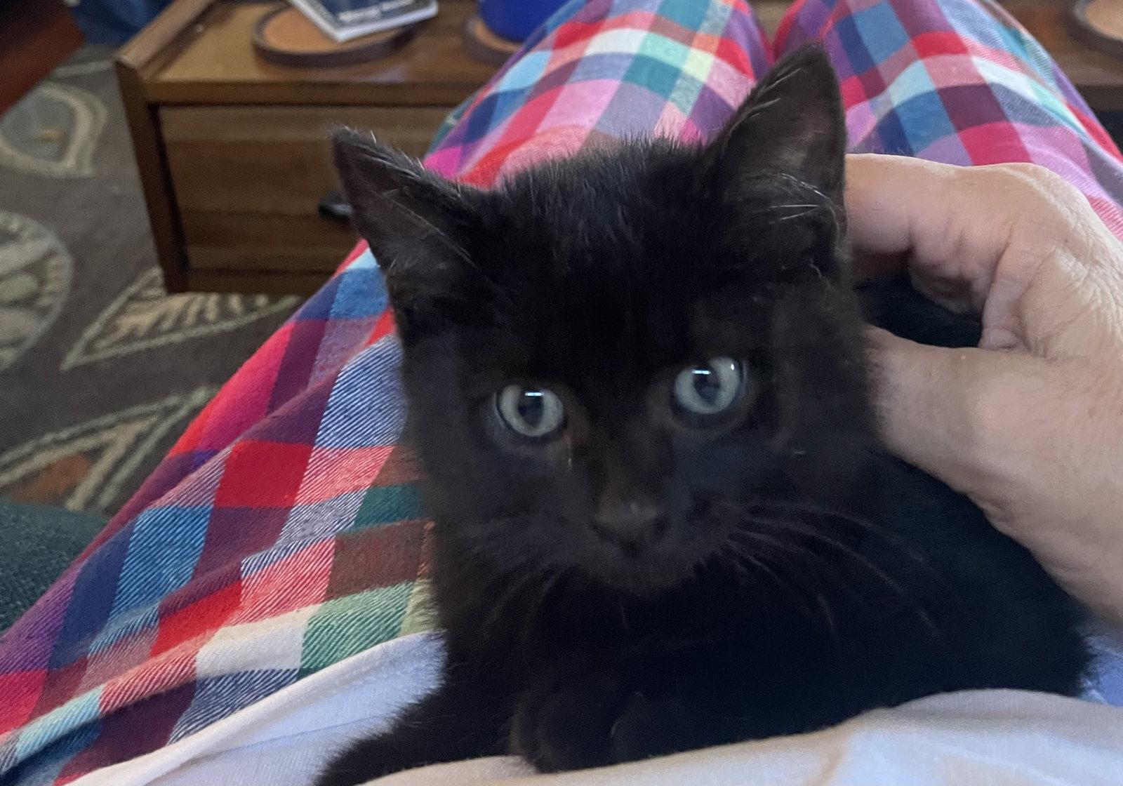 Enlarge Nolan Void (Must be Adopted with Quest Love), a Adopted Domestic Short Hair in Walled Lake, MI image 3/3