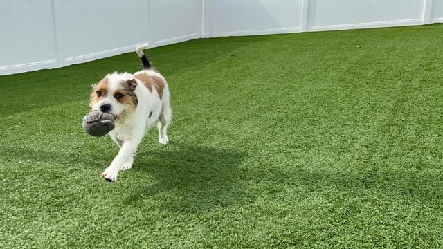 Rosie thumbnail 1