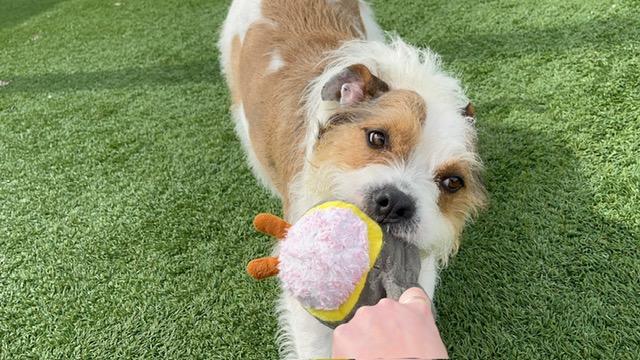 Rosie thumbnail 3