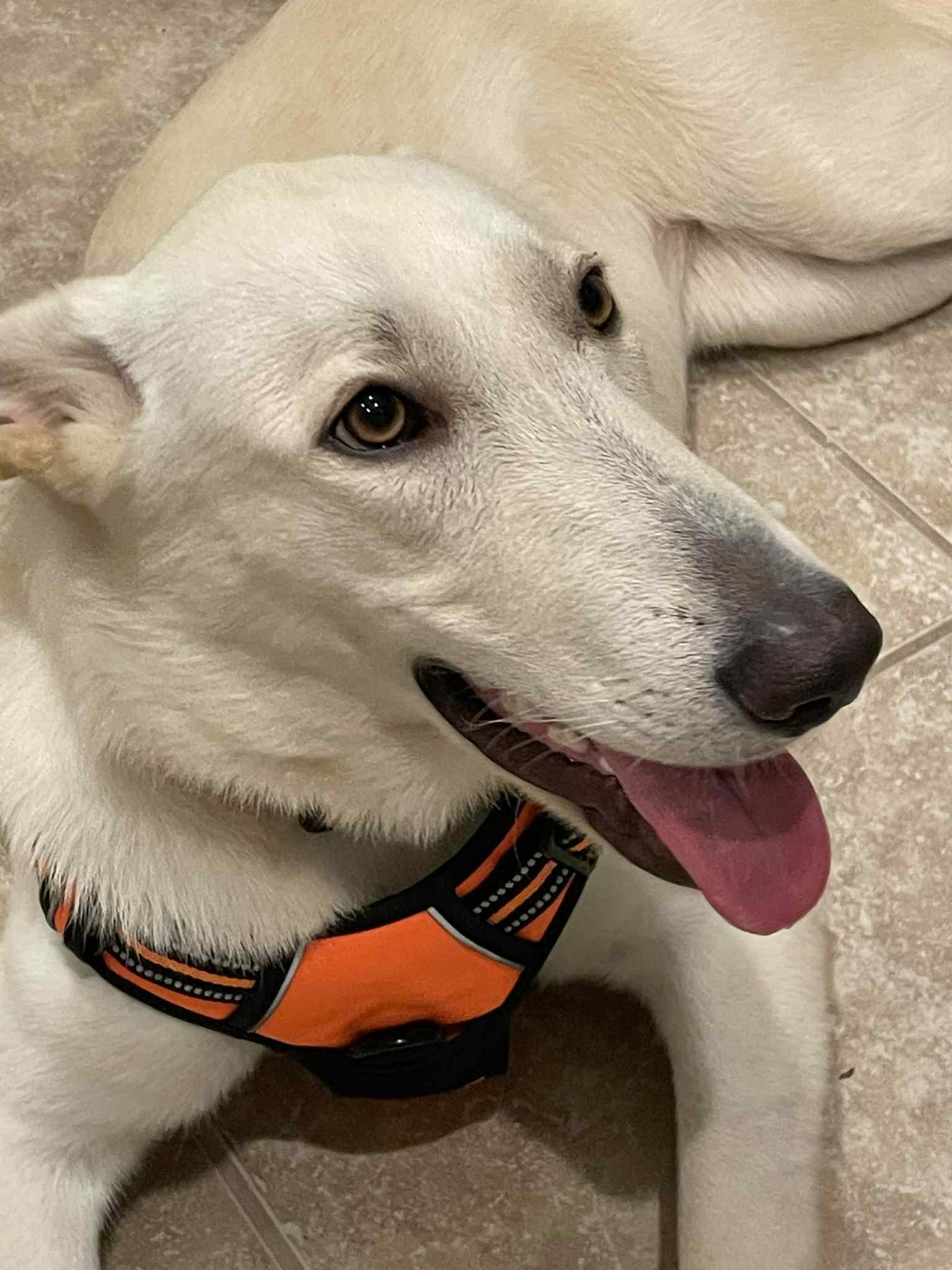Sophie, Adopted, Adult Female White German Shepherd.