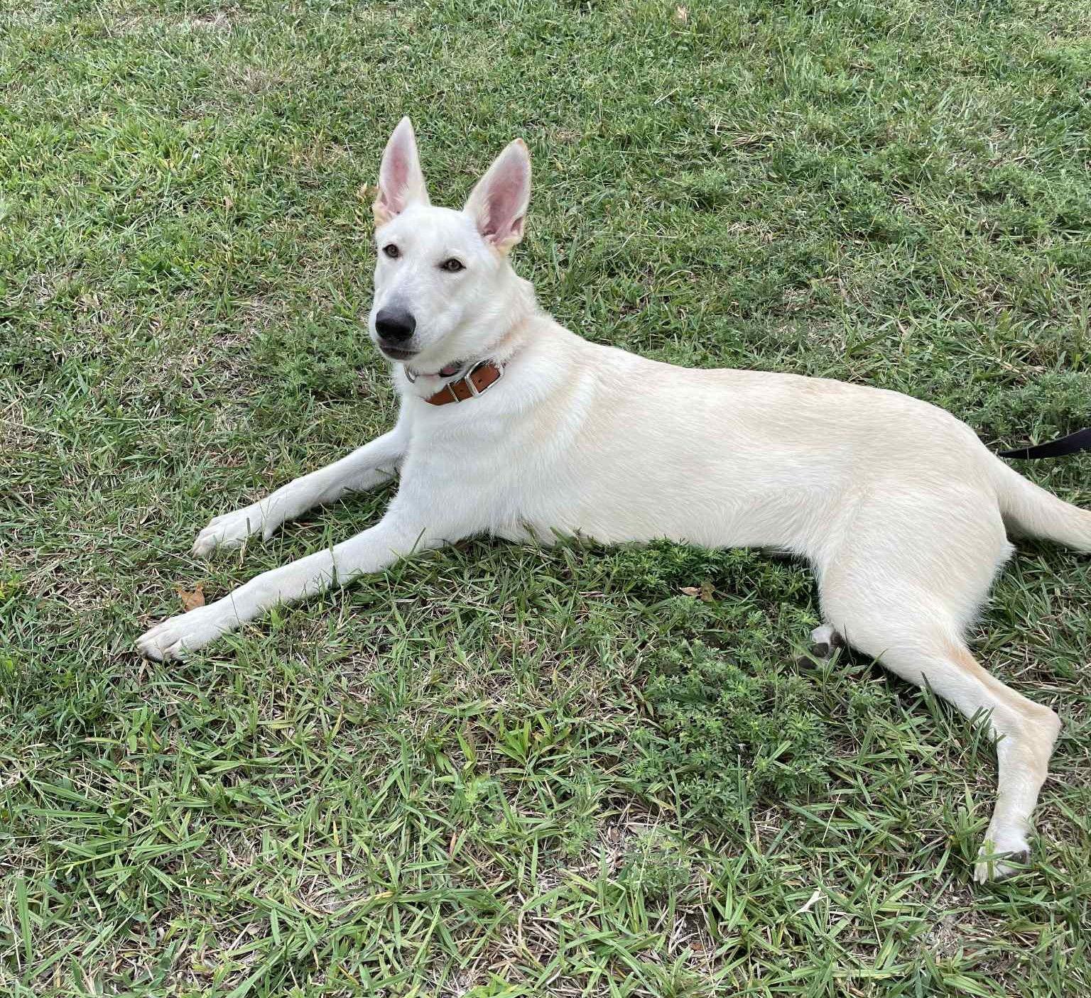 Enlarge Sophie, a Adopted White German Shepherd in Whitewright, TX image 2/3