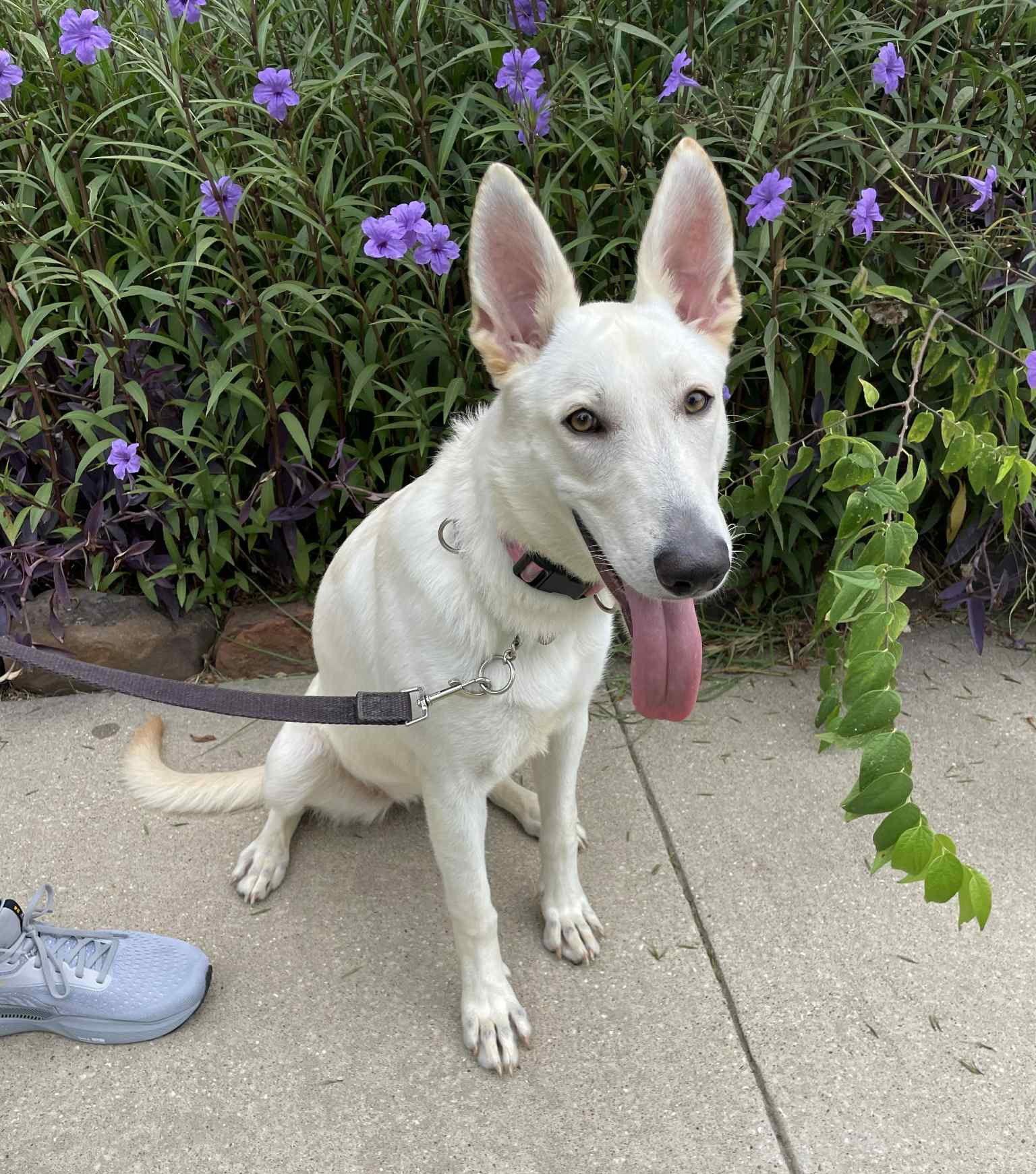 Enlarge Sophie, a Adopted White German Shepherd in Whitewright, TX image 3/3