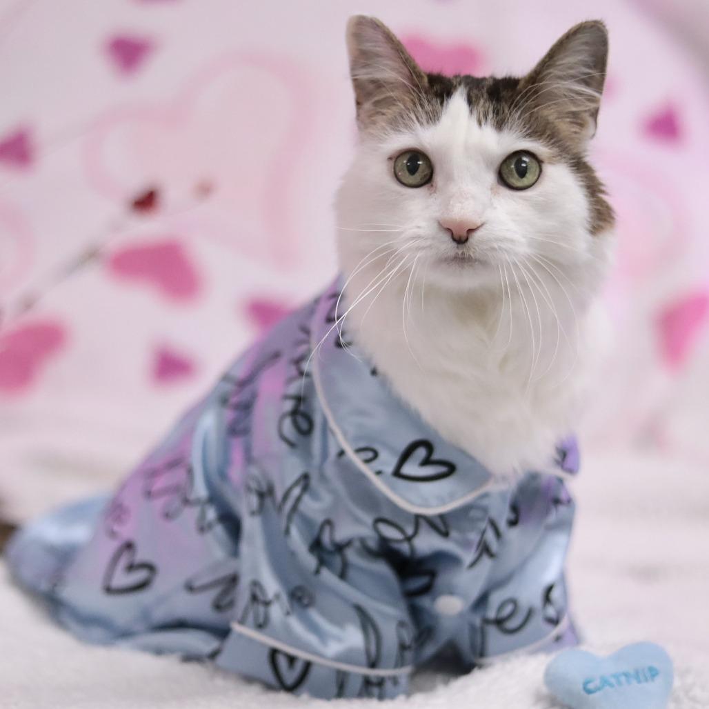 Enlarge Eli, a Adoptable Domestic Long Hair in Philadelphia, PA image 1/6