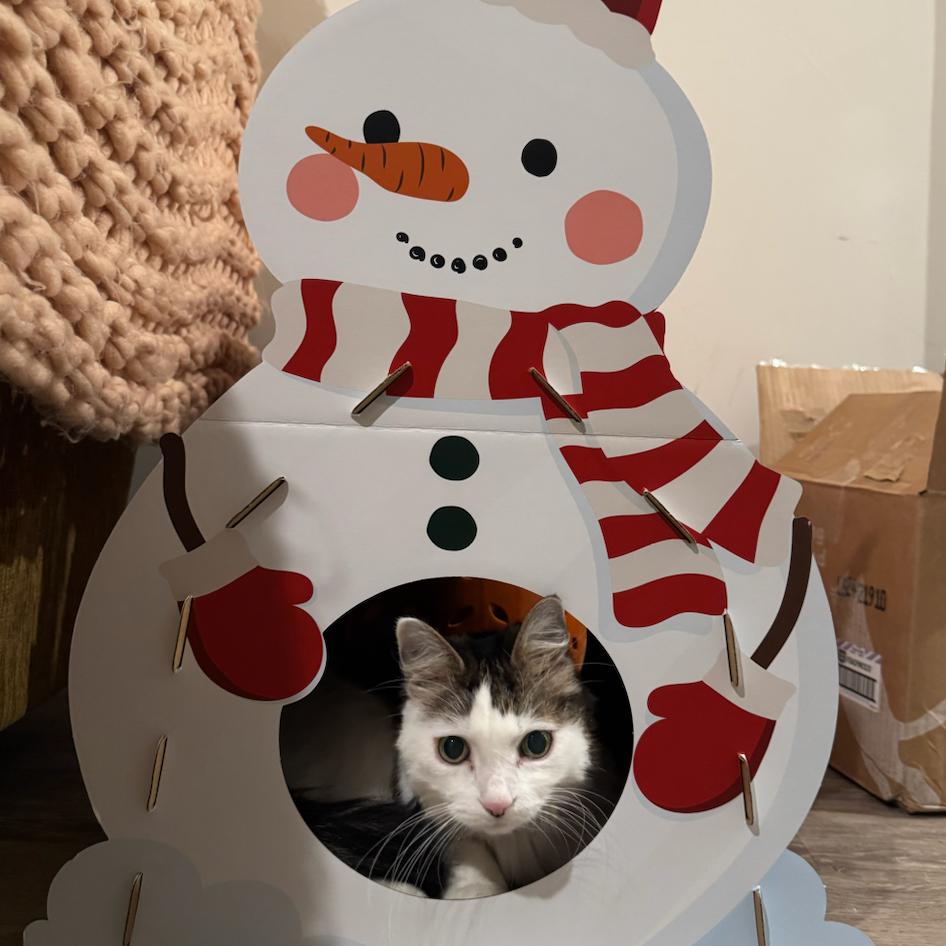 Eli, Adoptable, Senior Female Domestic Long Hair.