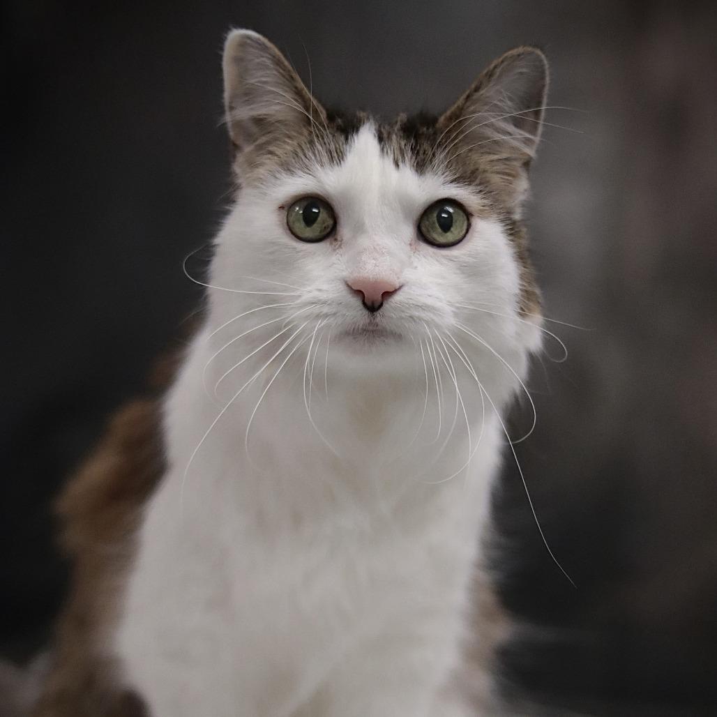 Enlarge Eli, a Adoptable Domestic Long Hair in Philadelphia, PA image 2/6