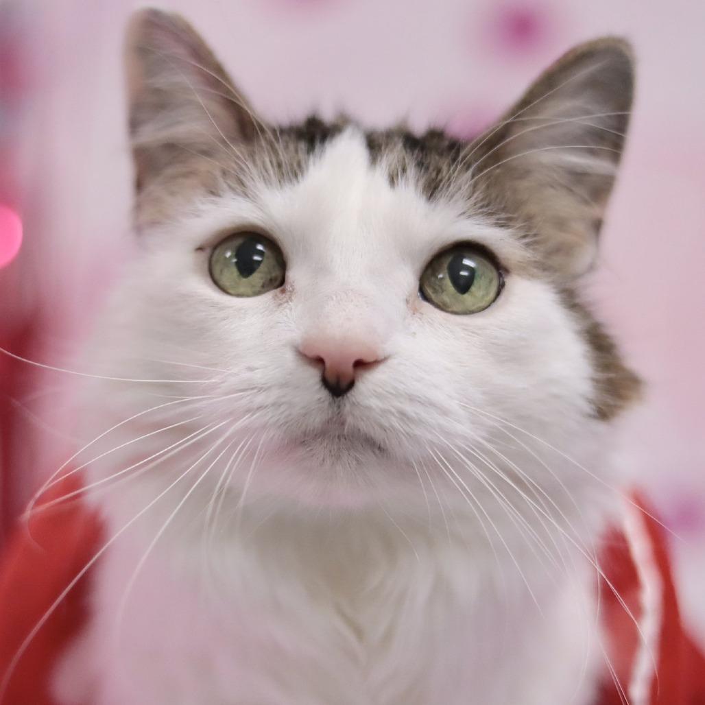 Enlarge Eli, a Adoptable Domestic Long Hair in Philadelphia, PA image 3/6