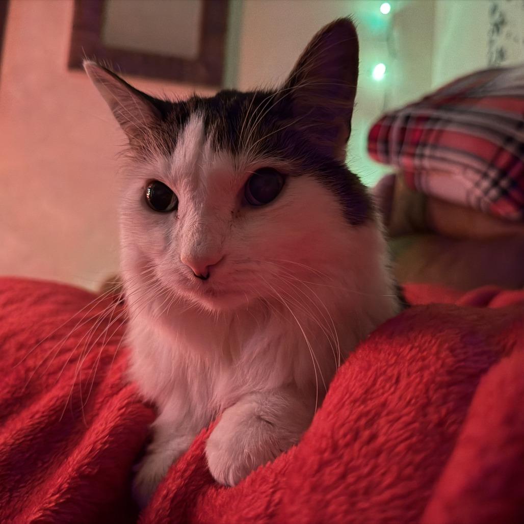 Eli, a Adoptable Domestic Long Hair in Philadelphia, PA image 2/6