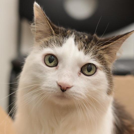 Enlarge Eli, a Adoptable Domestic Long Hair in Philadelphia, PA image 3/6
