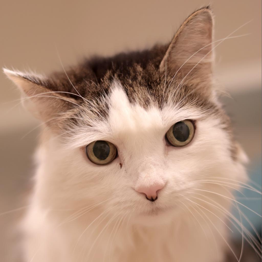 Eli, a Adoptable Domestic Long Hair in Philadelphia, PA image 4/6