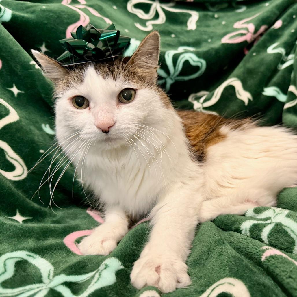 Eli, a Adoptable Domestic Long Hair in Philadelphia, PA image 5/6