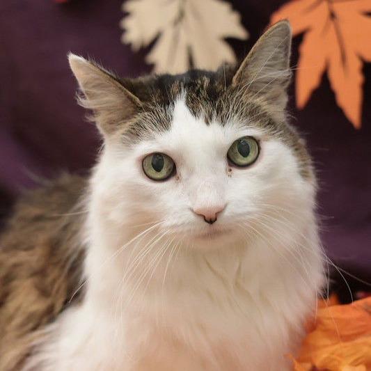 Eli, a Adoptable Domestic Long Hair in Philadelphia, PA image 6/6