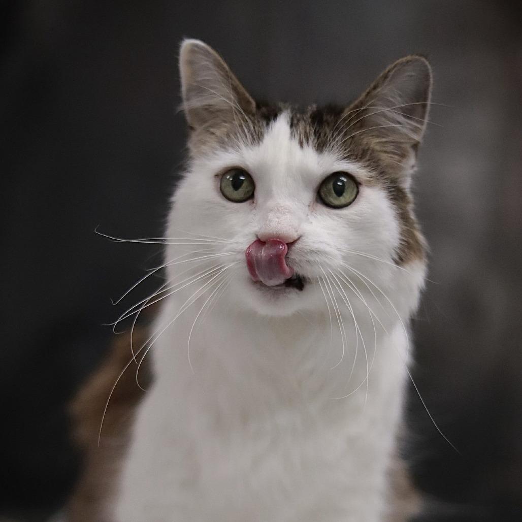 Enlarge Eli, a Adoptable Domestic Long Hair in Philadelphia, PA image 6/6