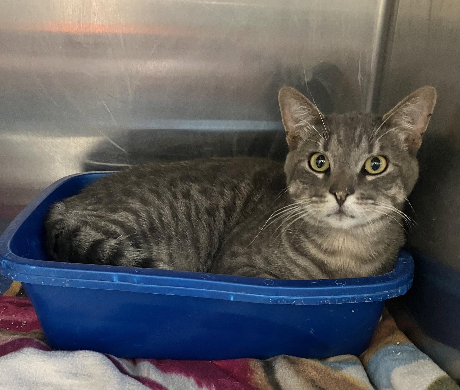 Theo - Friendly Gray Tabby - Foster Care, Adoptable, Adult Male Domestic Short Hair.