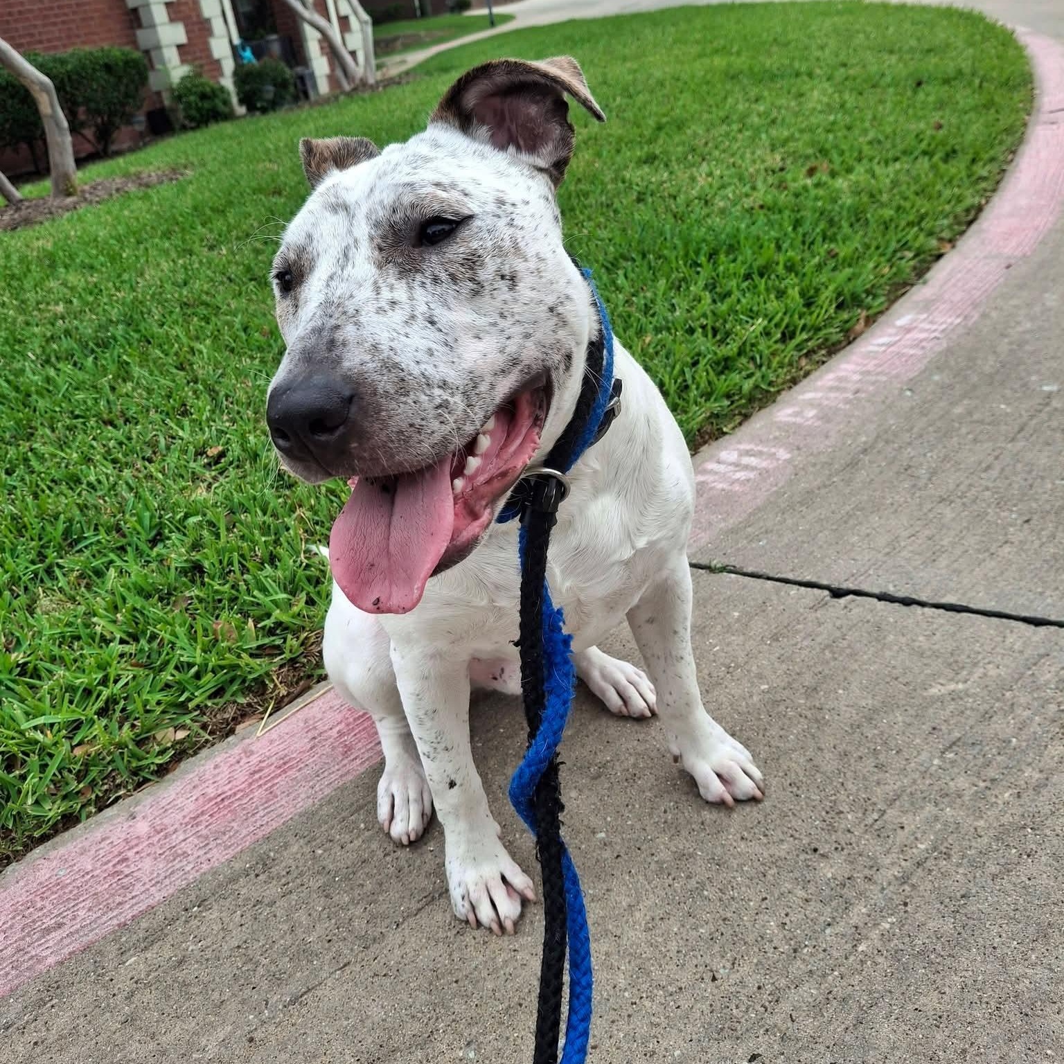 Enlarge Morgan, a Adoptable mixed breed in Dallas, TX image 2/5