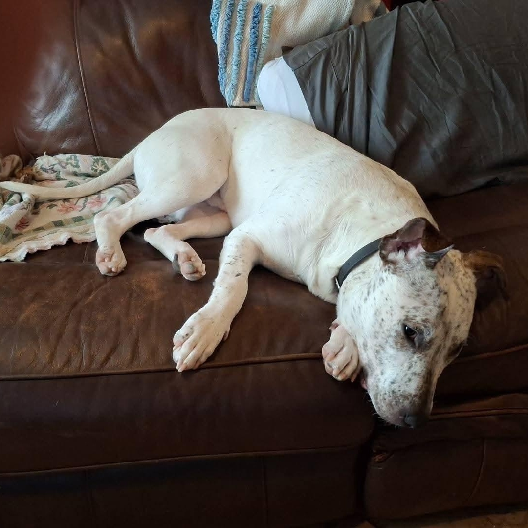 Enlarge Morgan, a Adoptable mixed breed in Dallas, TX image 5/5