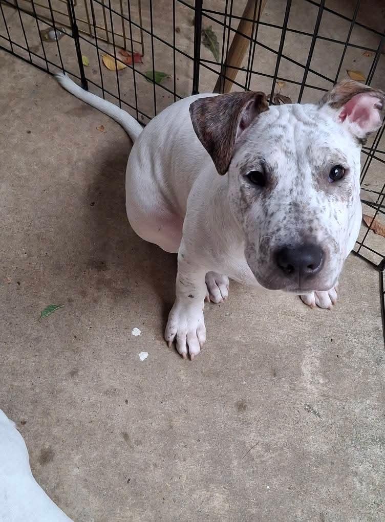 Morgan, a Adoptable mixed breed in Dallas, TX image 1/2