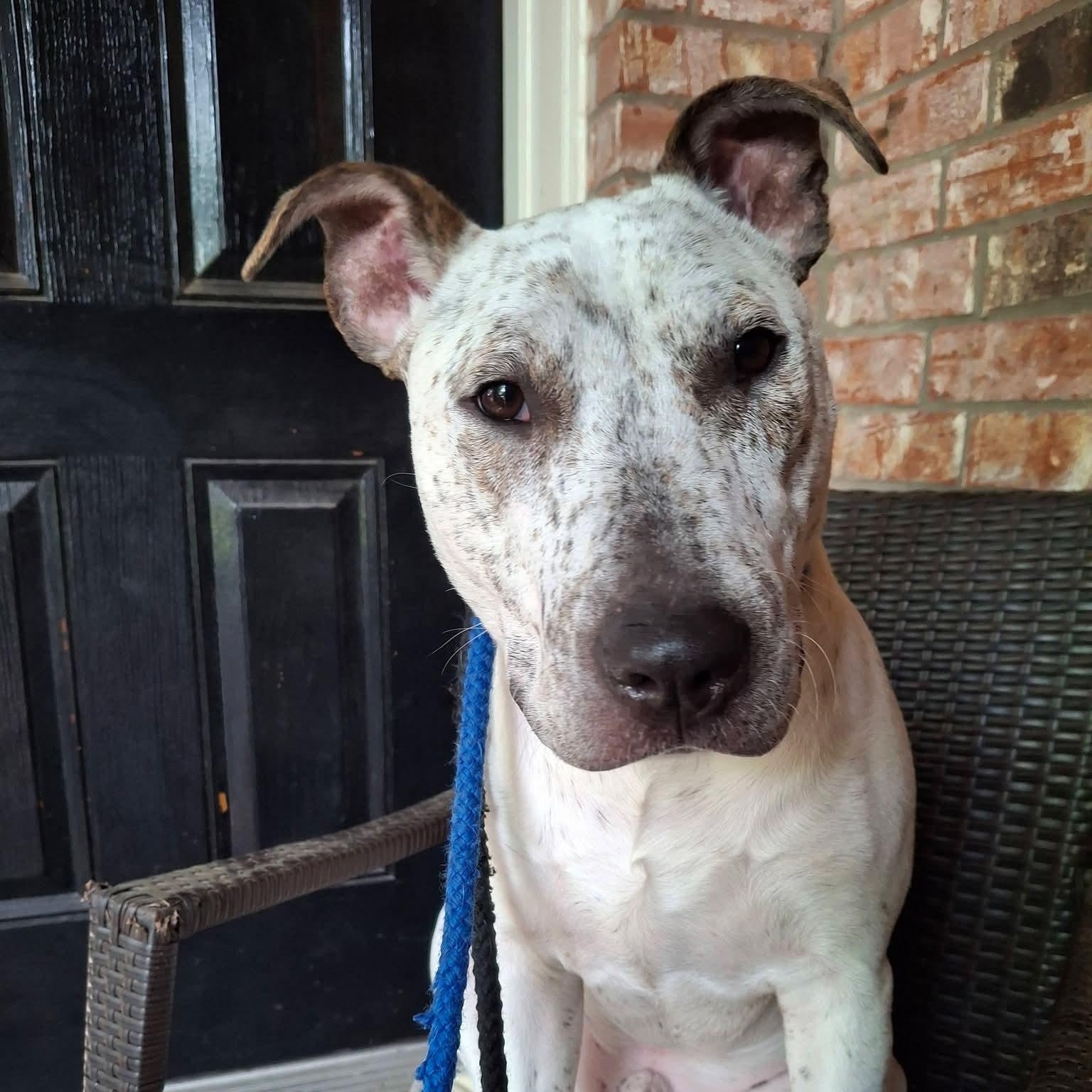 Morgan, Adoptable, Young Male Bull Terrier & American Staffordshire Terrier.