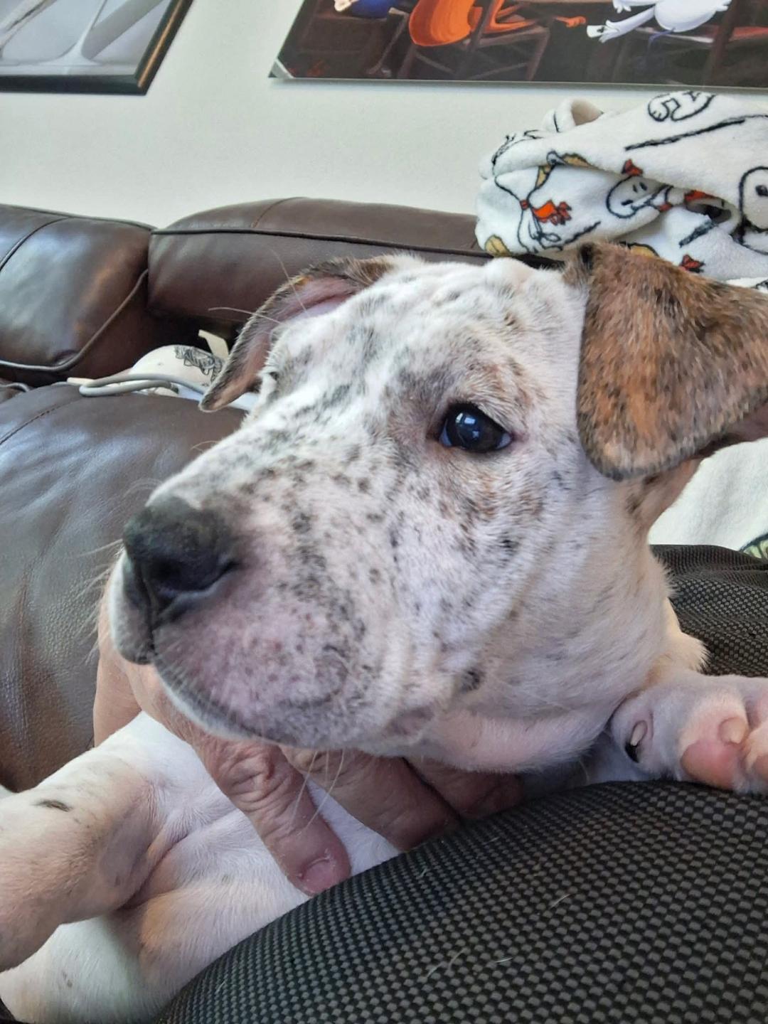 Morgan, a Adoptable mixed breed in Dallas, TX image 2/2