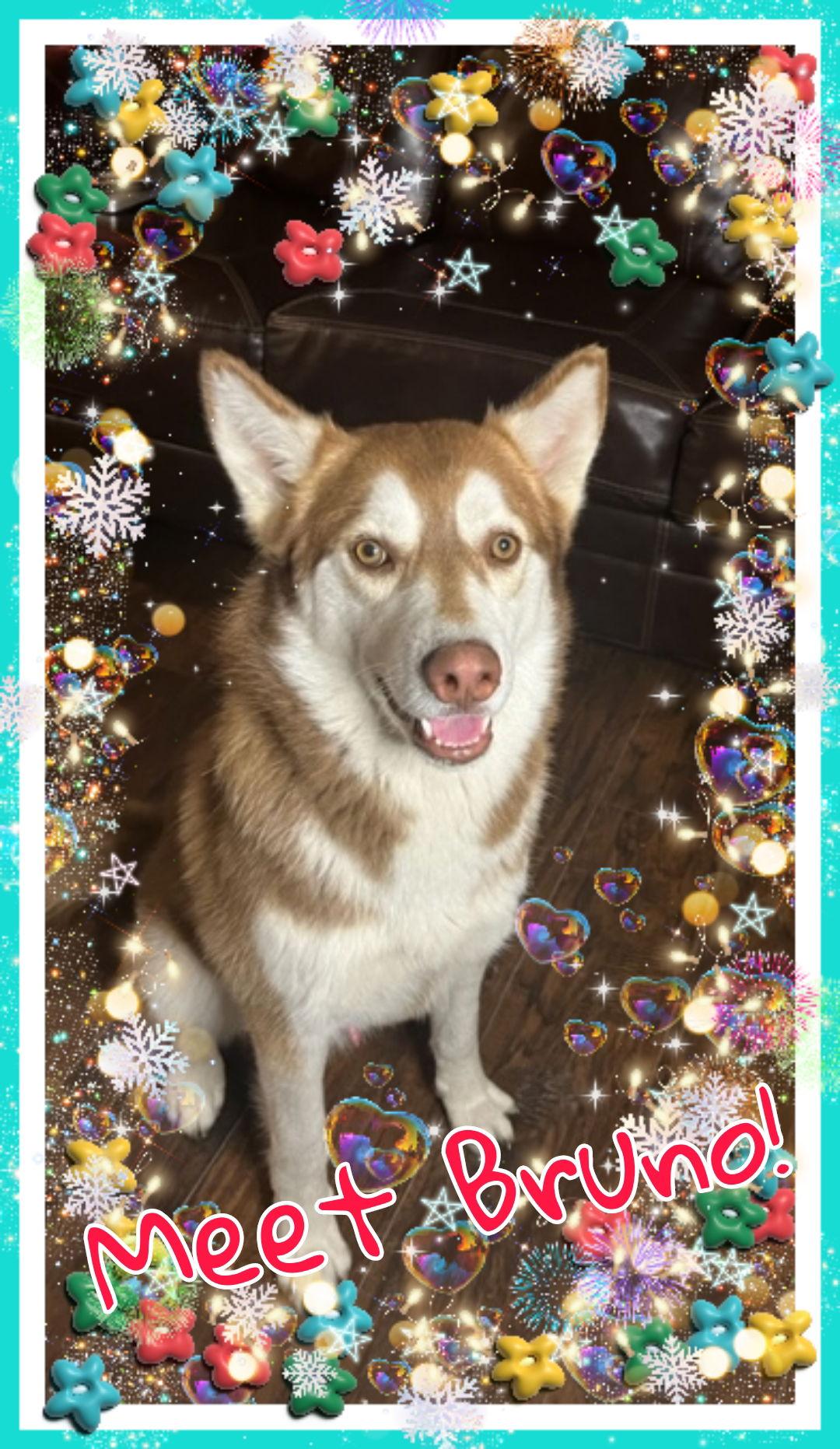 bruno, Adoptable, Adult Male Siberian Husky.