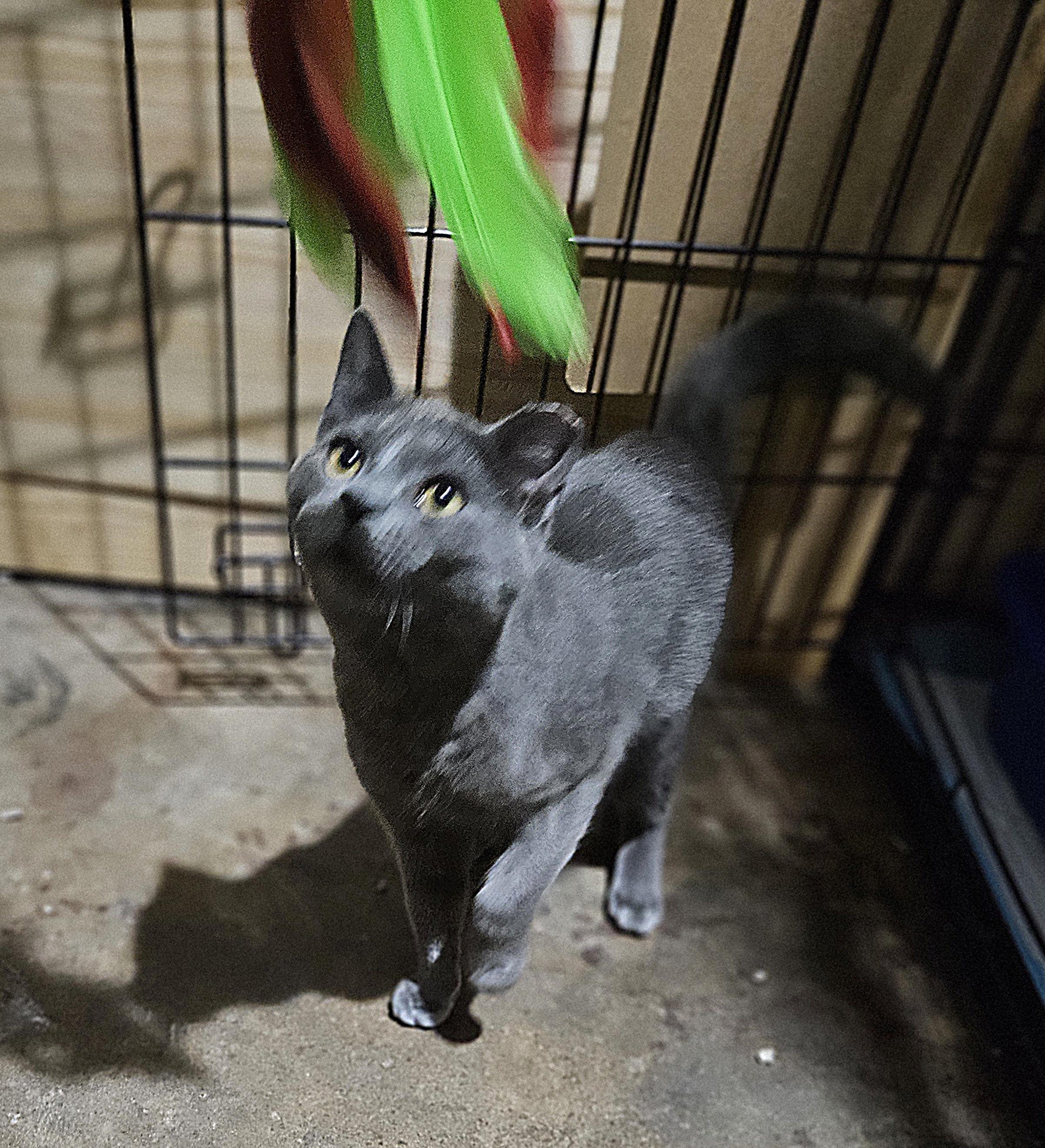 Enlarge Abril, an adopted Domestic Short Hair in Ridgewood, NY image 4/5