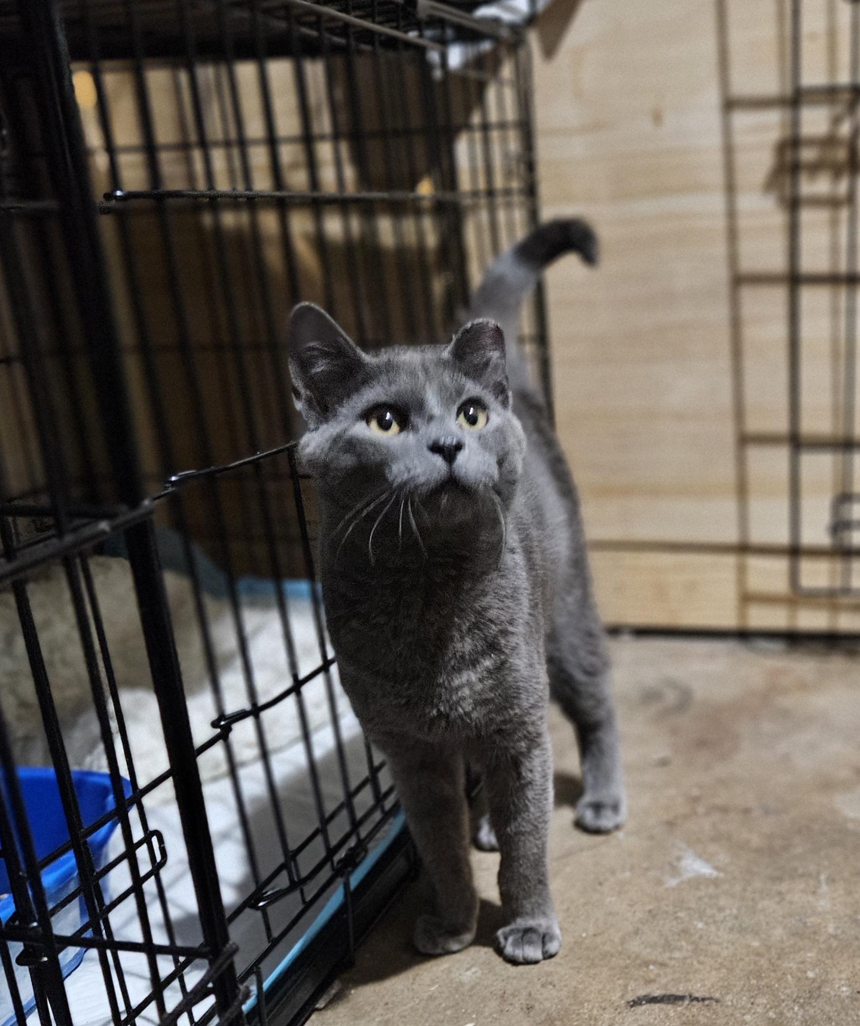 Enlarge Abril, an adopted Domestic Short Hair in Ridgewood, NY image 1/5