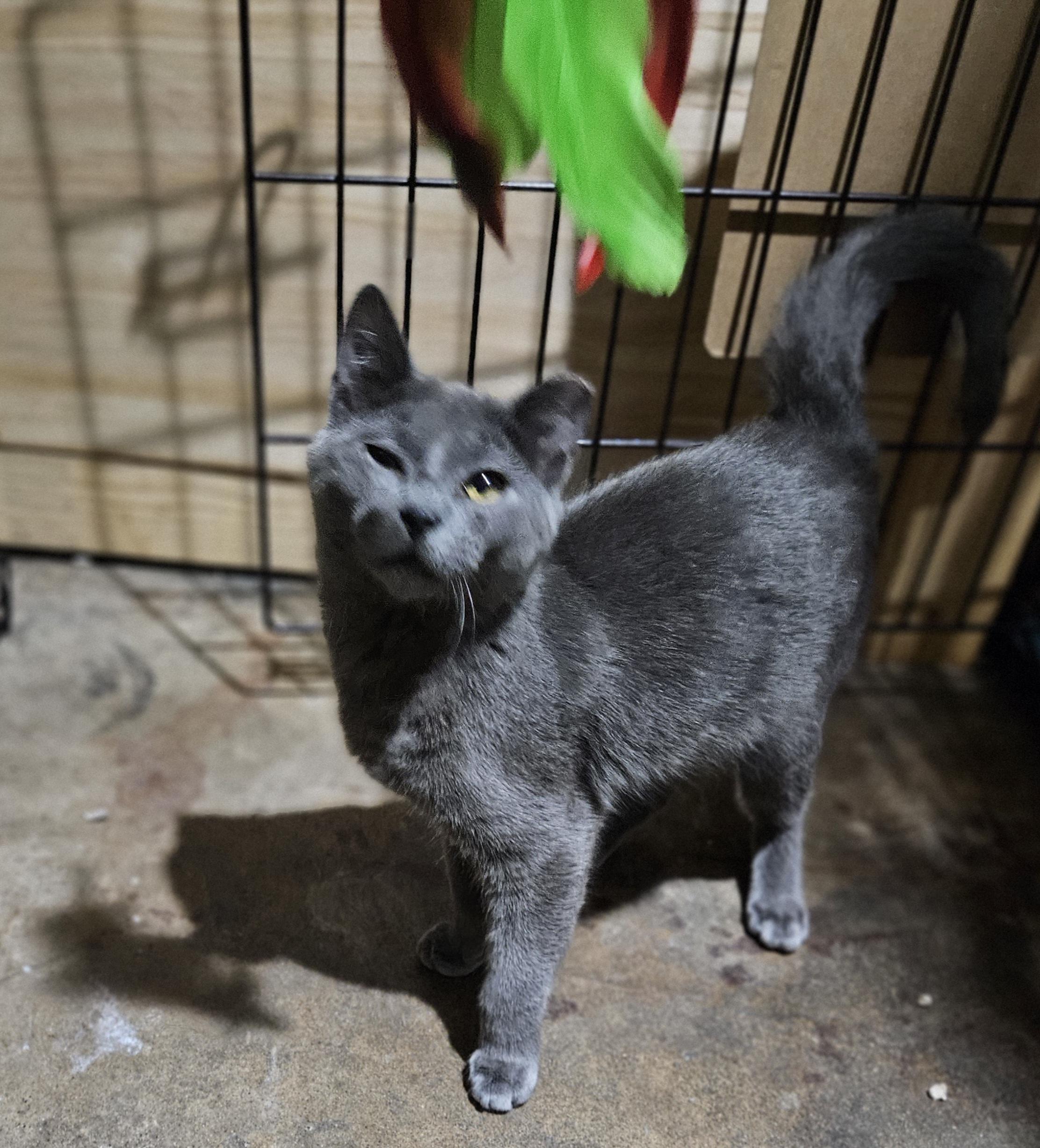 Enlarge Abril, an adopted Domestic Short Hair in Ridgewood, NY image 3/5