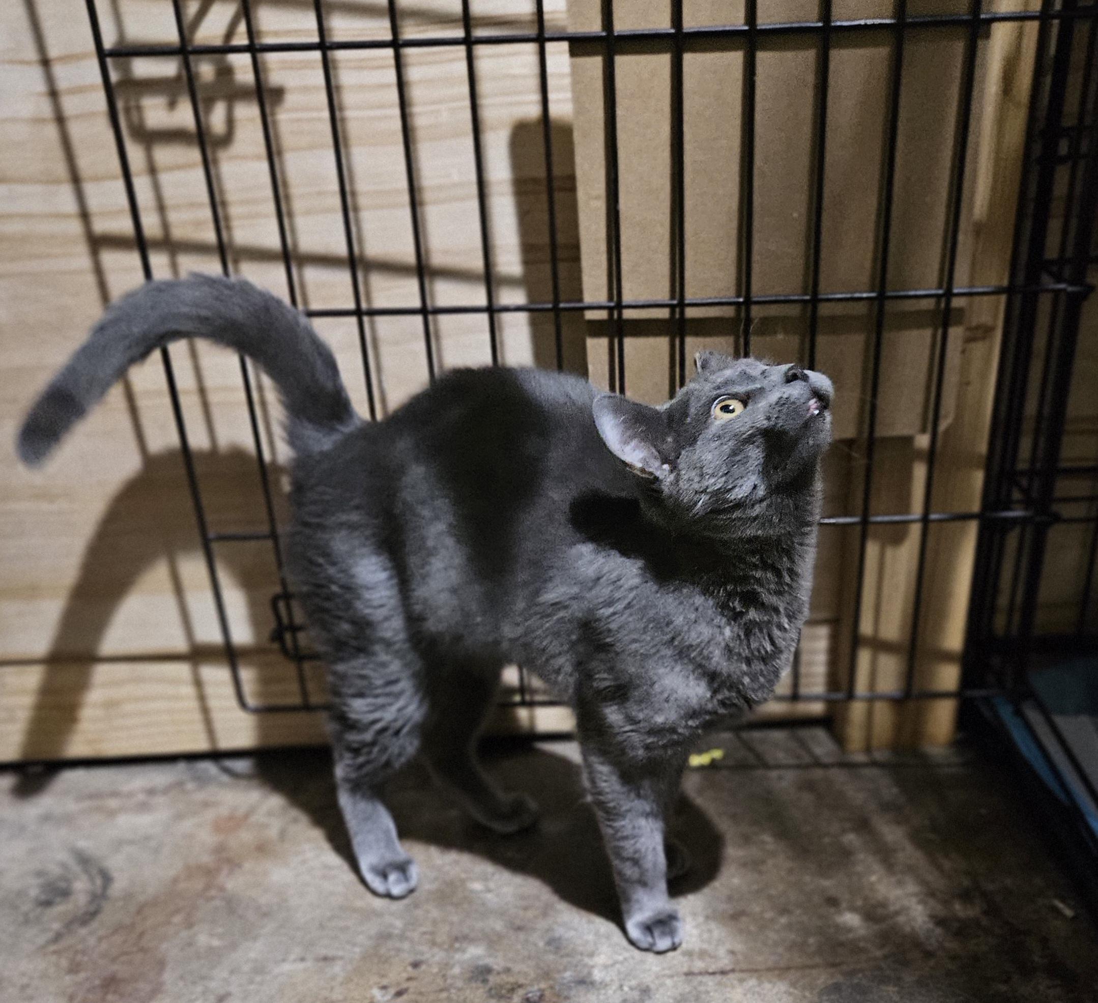 Enlarge Abril, an adopted Domestic Short Hair in Ridgewood, NY image 2/5