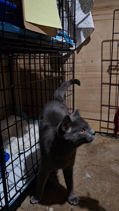 Enlarge Abril, an adopted Domestic Short Hair in Ridgewood, NY video 5/5