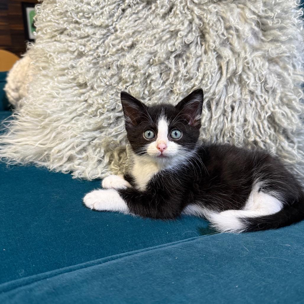 Lizzie, Adoptable, Kitten Female Domestic Short Hair.