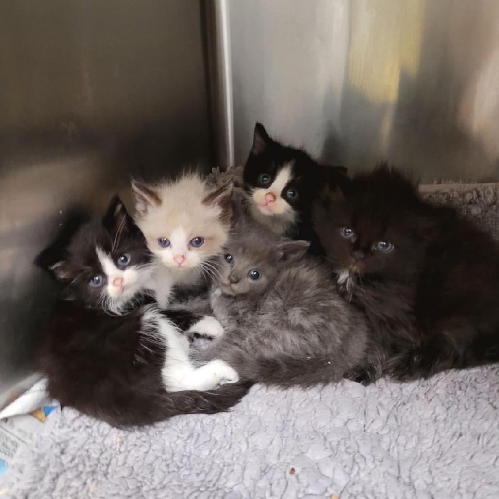 Enlarge Lizzie, a Adoptable Domestic Short Hair in Los Angeles, CA image 2/3