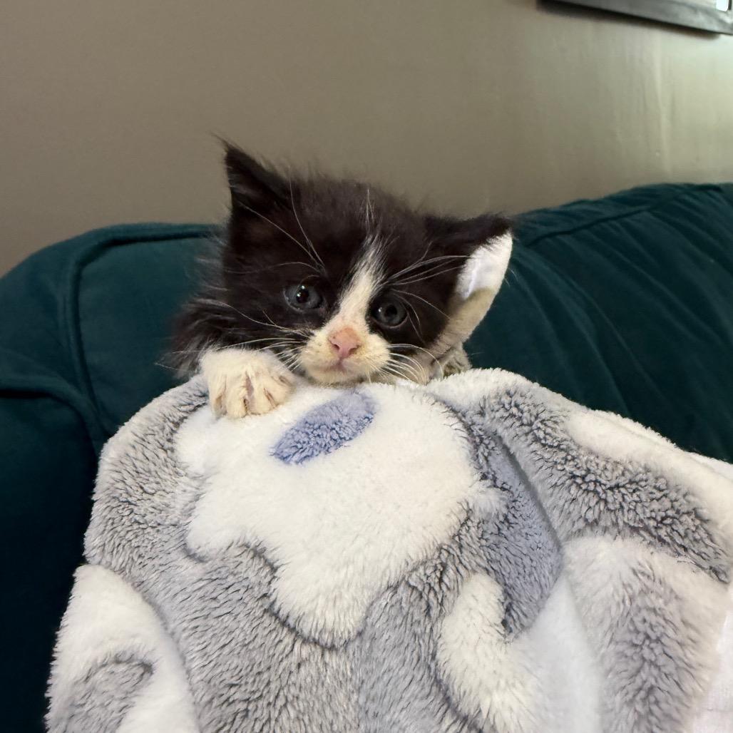 Enlarge Lizzie, a Adoptable Domestic Short Hair in Los Angeles, CA image 3/3