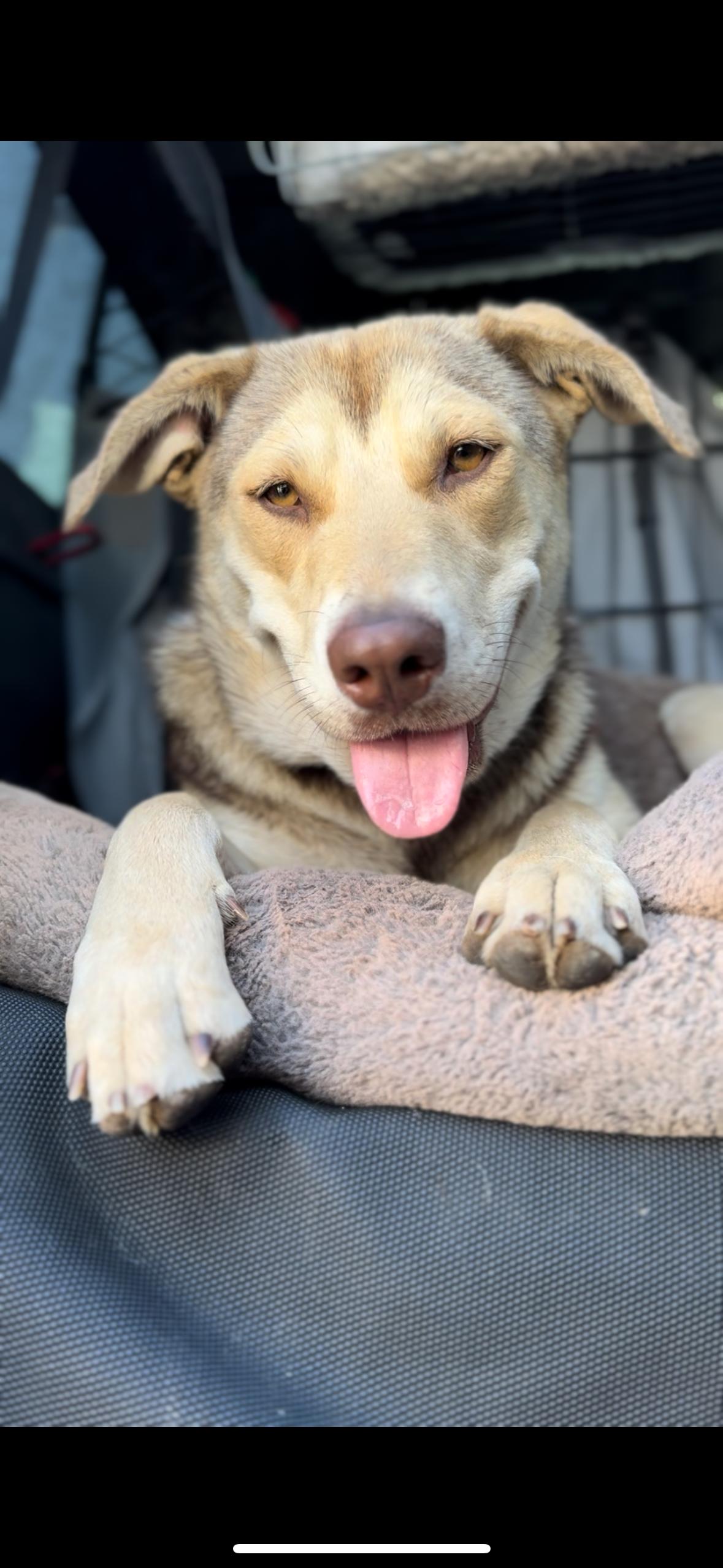 Sheila