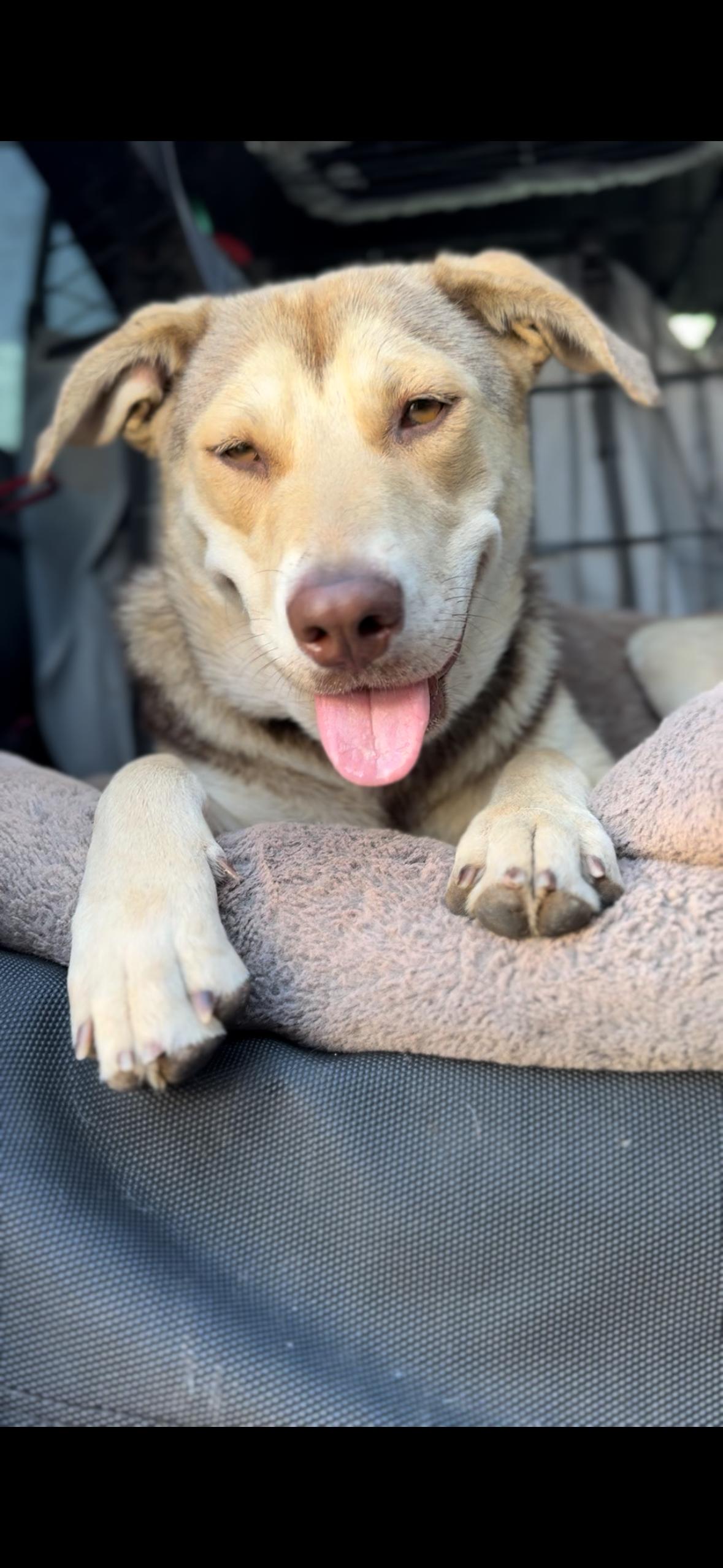 Sheila