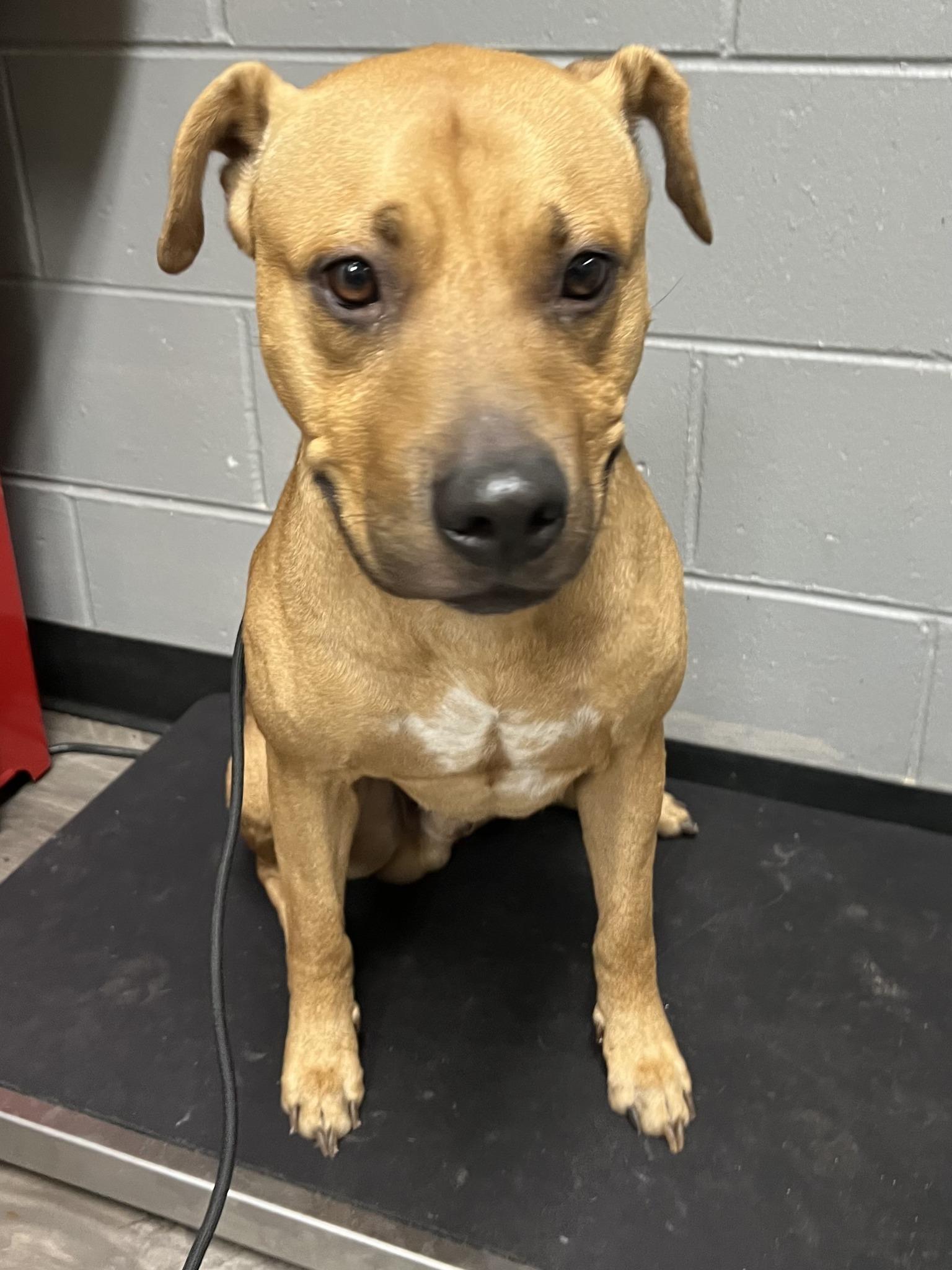 Boots, ADOPTABLE, Young Male Pit Bull Terrier.